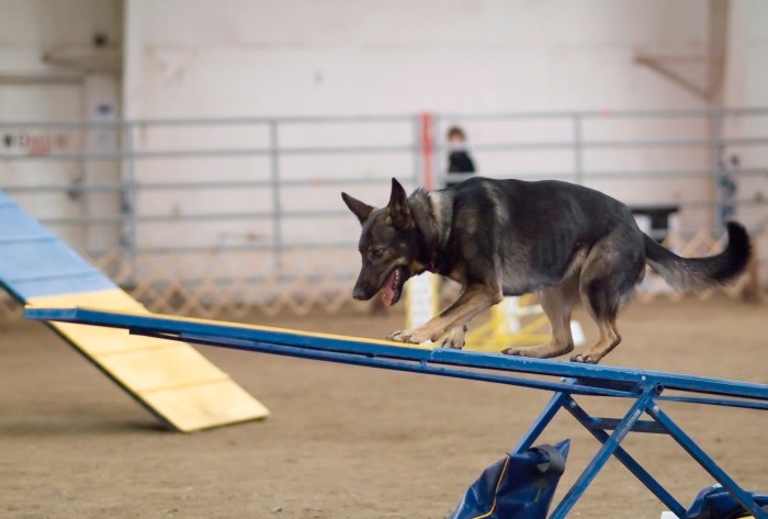 German_Shepherd_Dog_agility_teeter