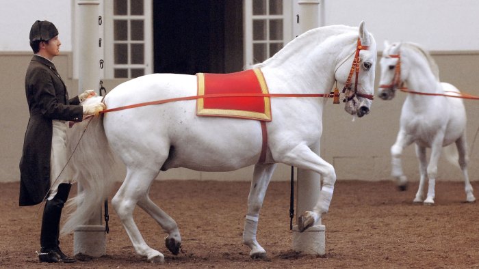 Horses Can Sleep Standing