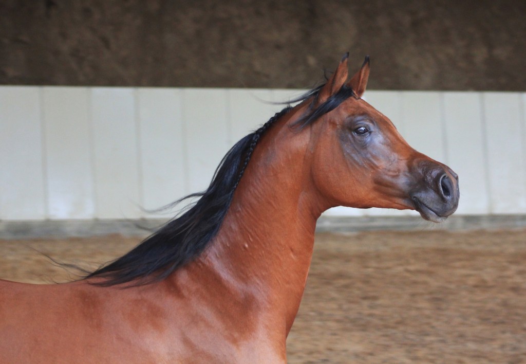 Horses See Color