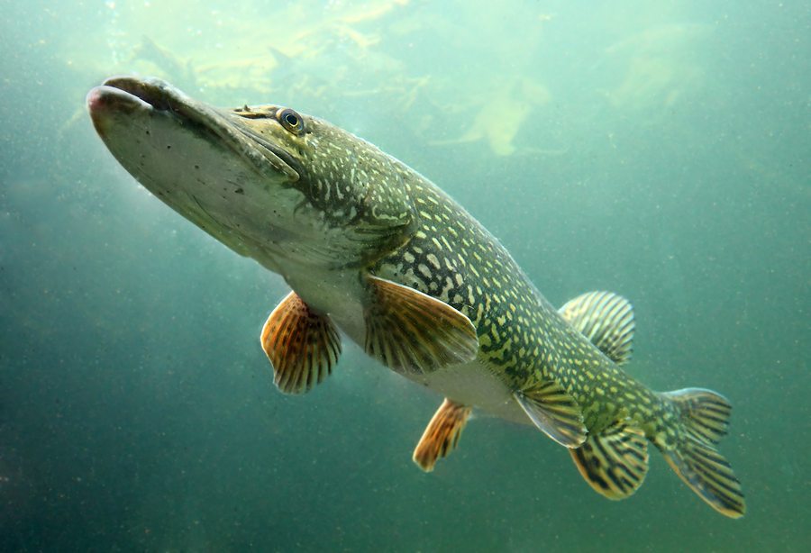 bigstock-underwater-photo-big-pike-eso-32739506