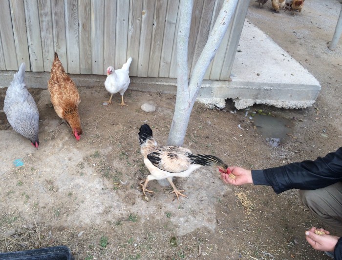 chickens and salmonella