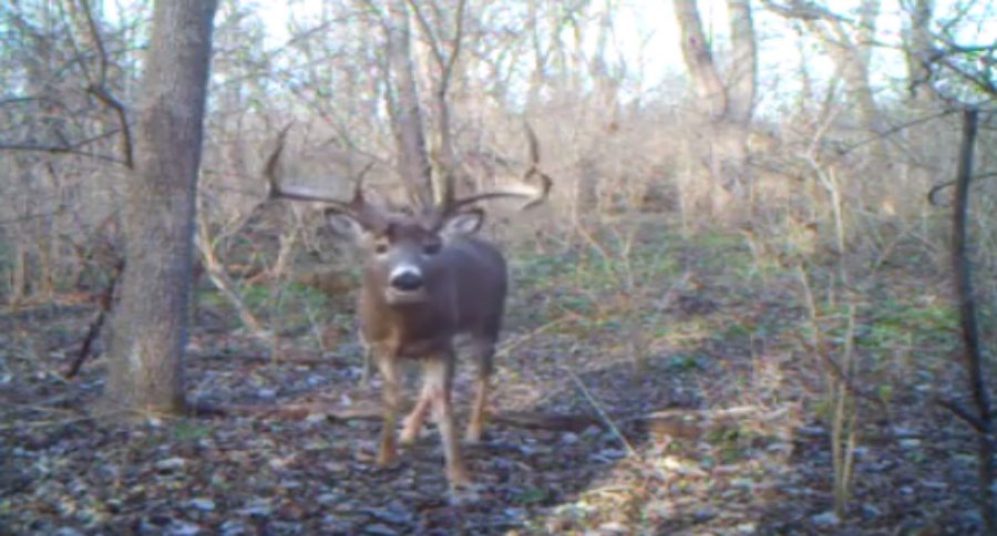 8 point buck