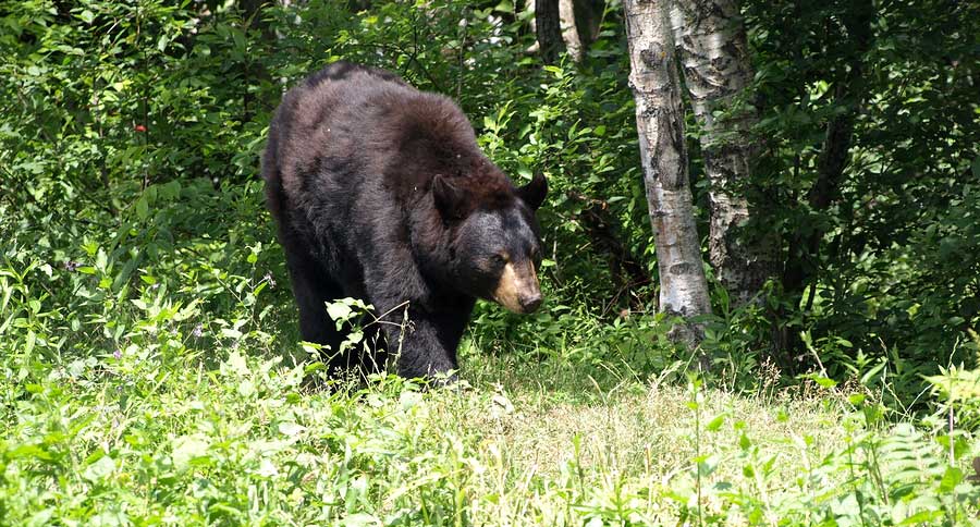 What To Do If You Encounter A Black Bear