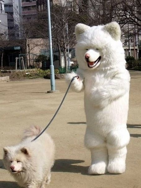 dogs costume