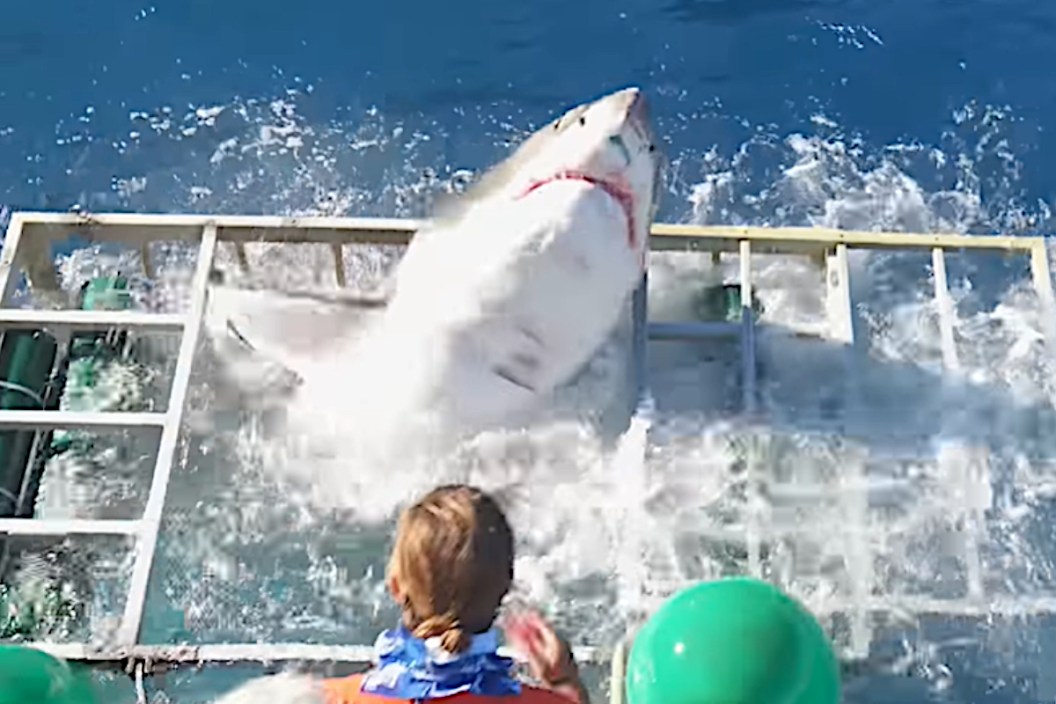 Great White Break