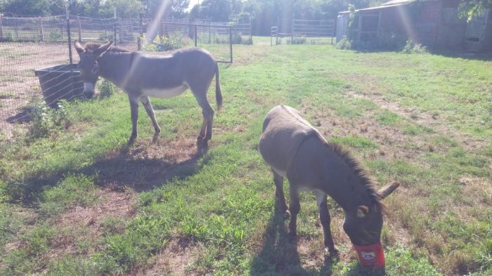 donkeys at Peaceful Valley Donkey rescue