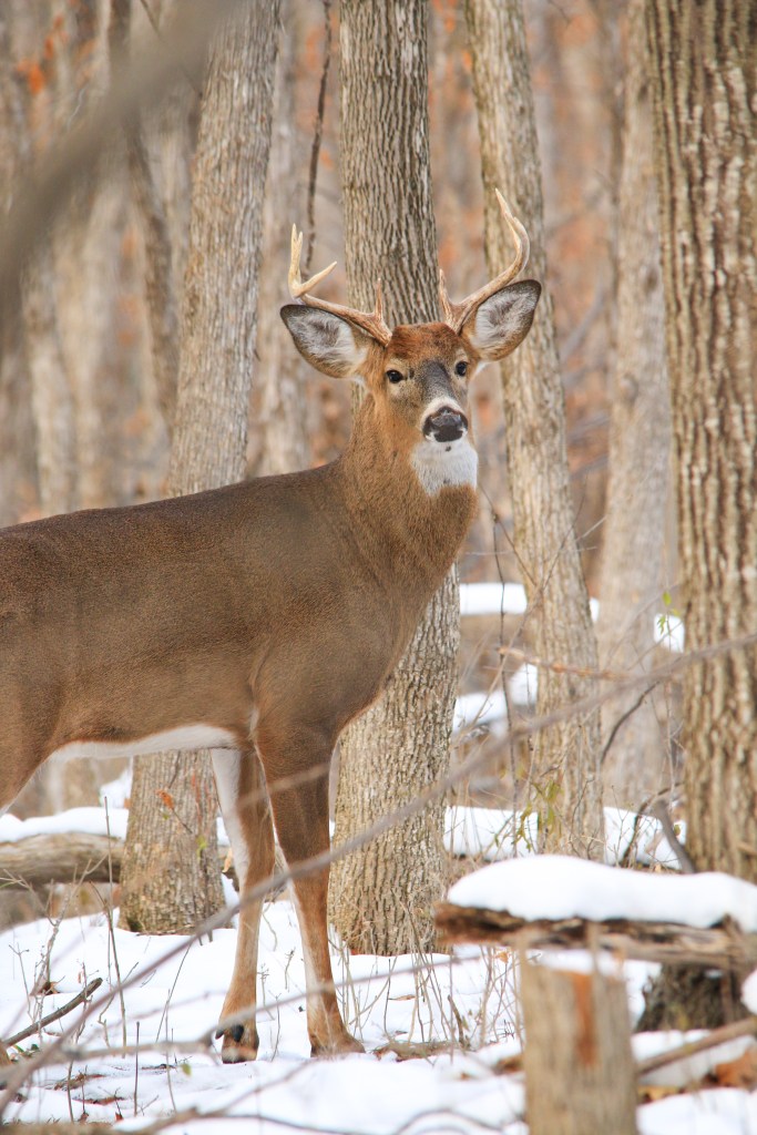 buck