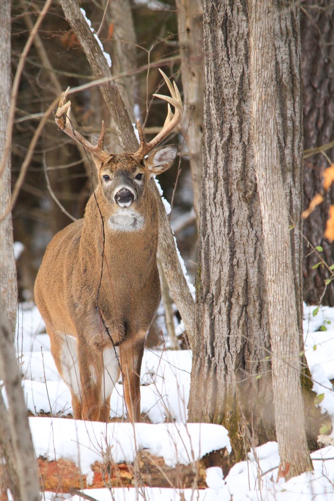 buck