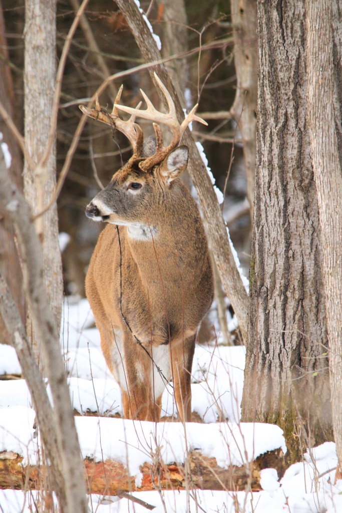 buck