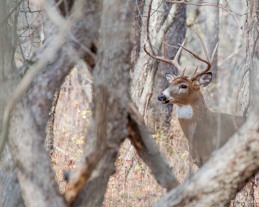 whitetail deer buck