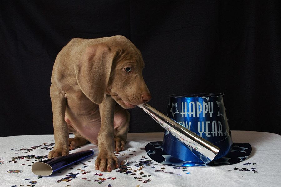 gray weimaraner at New Years