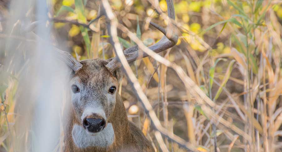 whitetail-deer-buck-3-feature