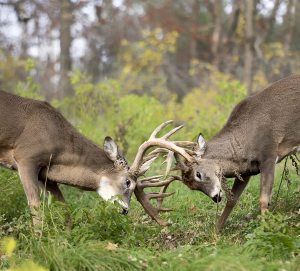 whitetail bucks, in rut, sparring. Autumn in Wisconsin ** Note: Soft Focus at 100%, best at smaller sizes