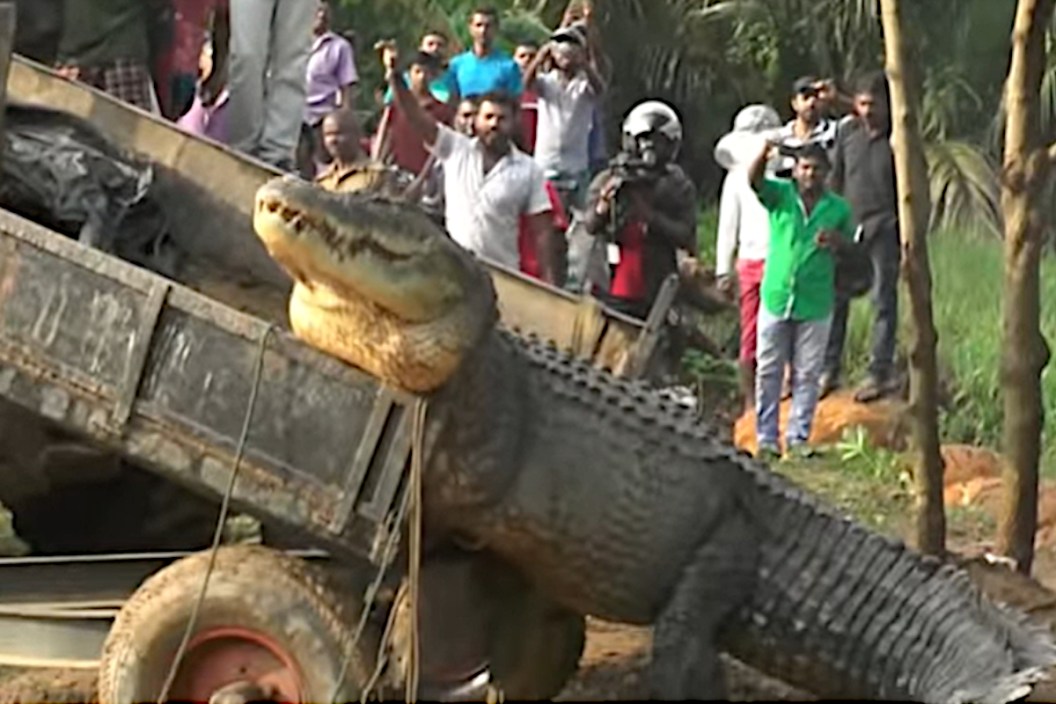 Crocodile