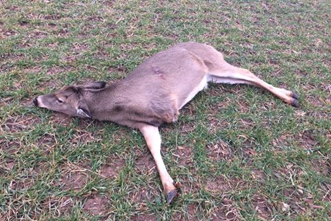 3-legged doe