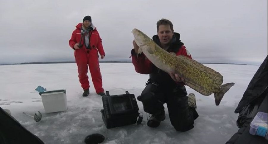 burbot