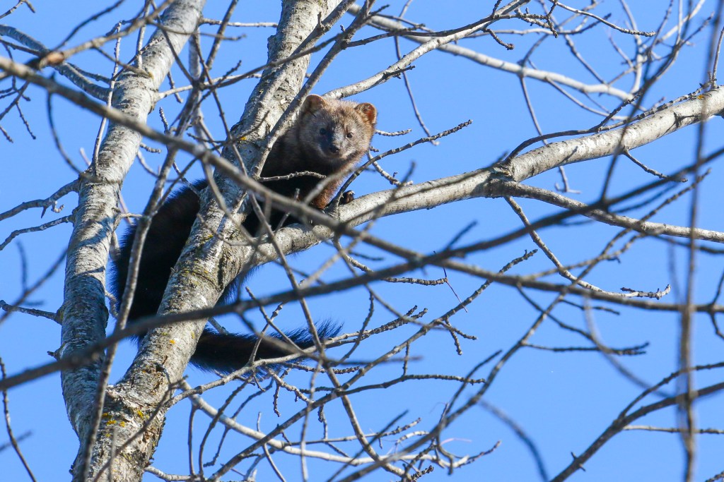 fisher