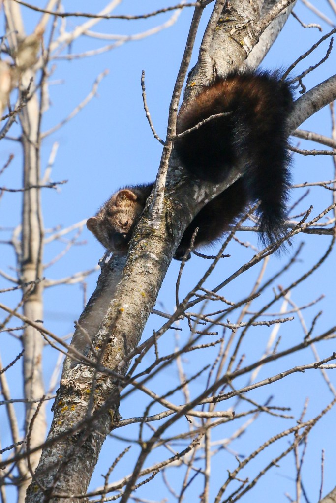 fisher