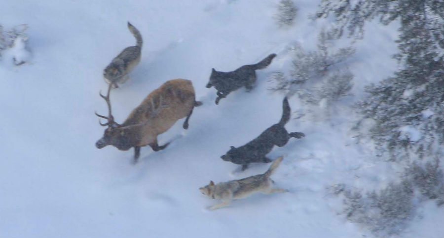 animal rights groups