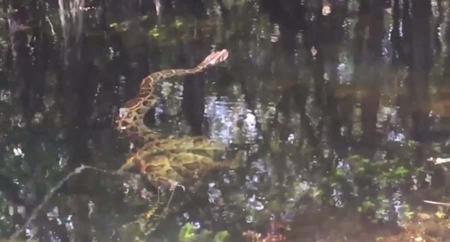 burmese python