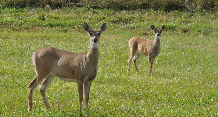 deer