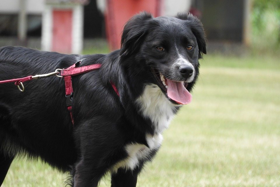 Border Collie 