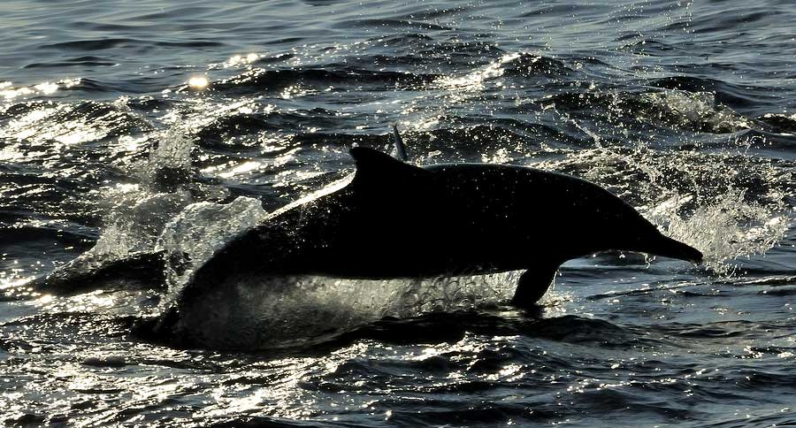 dolphin
