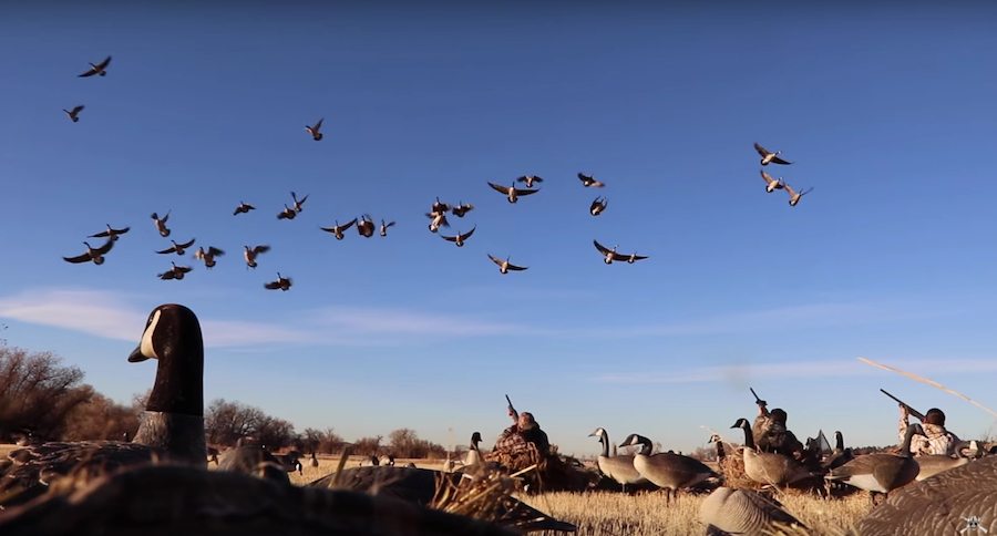 epic goose hunt