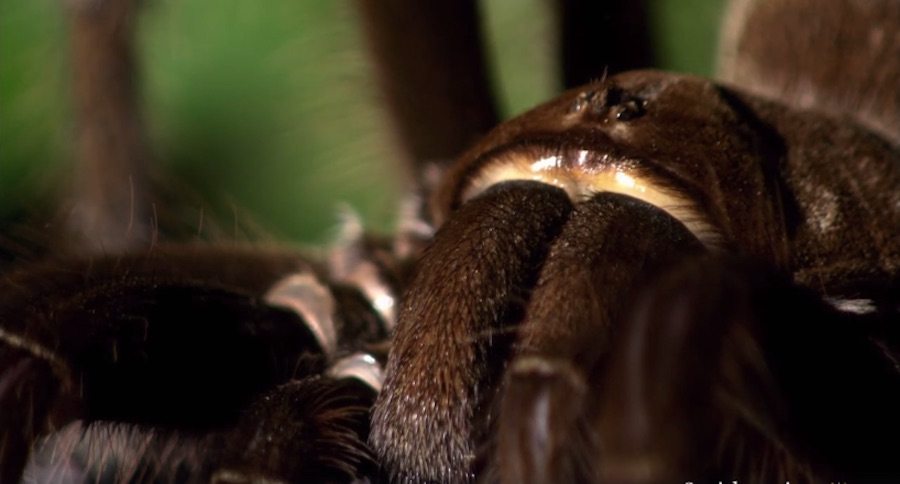 goliath birdeating tarantula