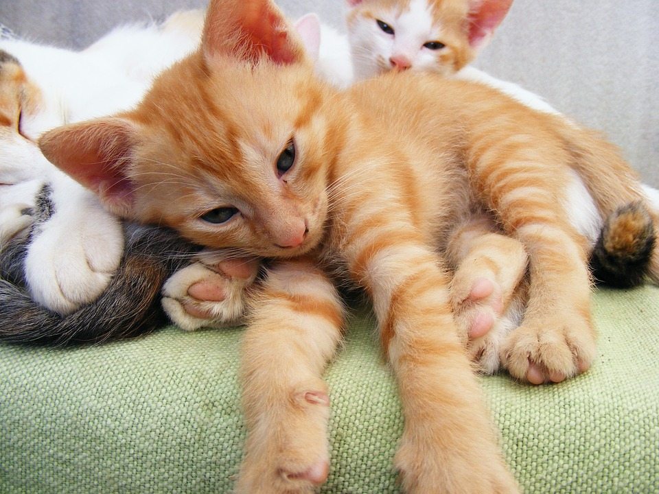 Kittens Cuddling