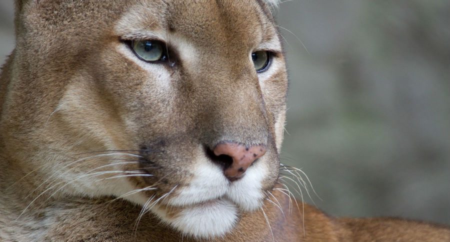mountain lion