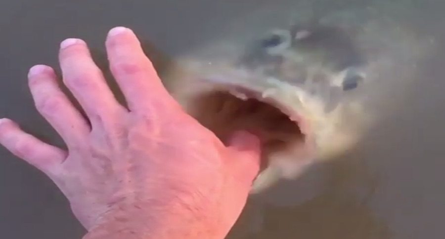 bass bait