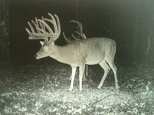 trail cam gaint unknown