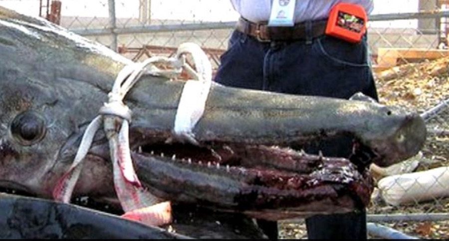 alligator gar