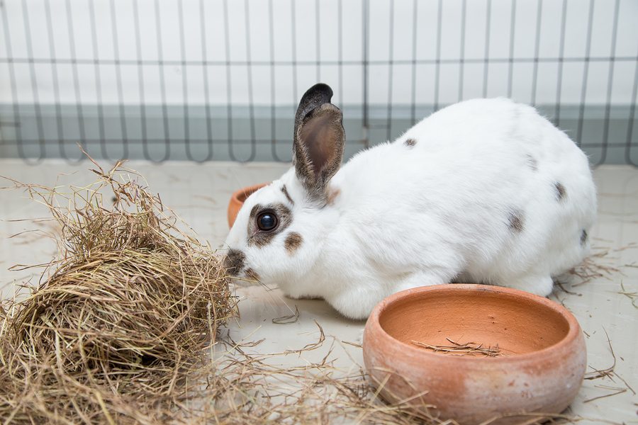 spotted rabbit bunny eating feeding food domestic pet