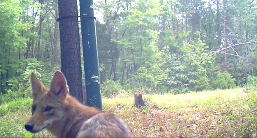 Georgia coyote challenge