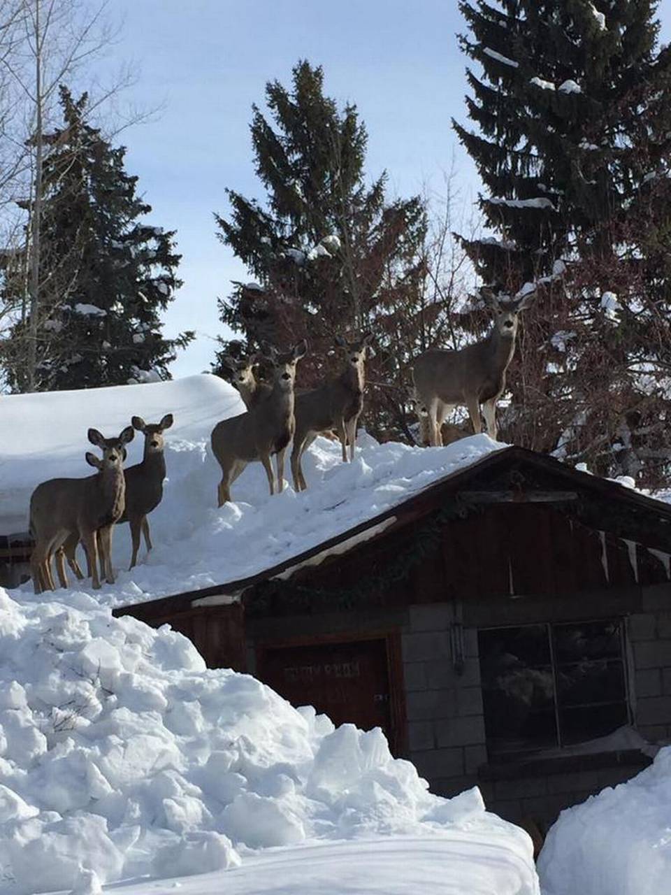 deer