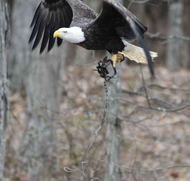 eagle