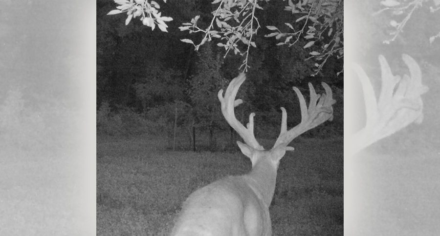 maryland poaching