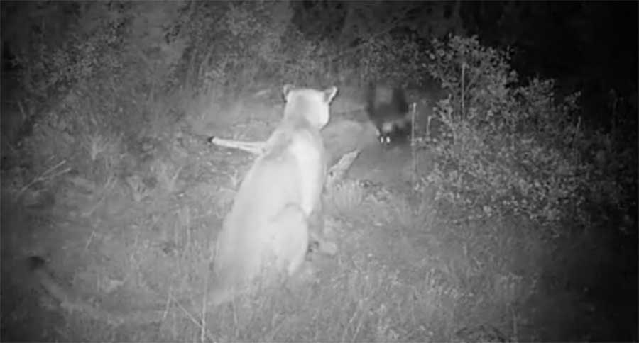 mountain lion and skunk