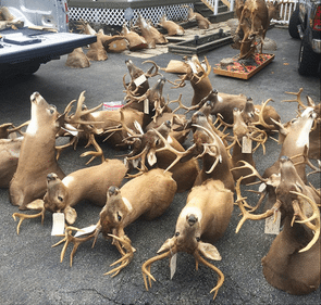 poaching operation 2