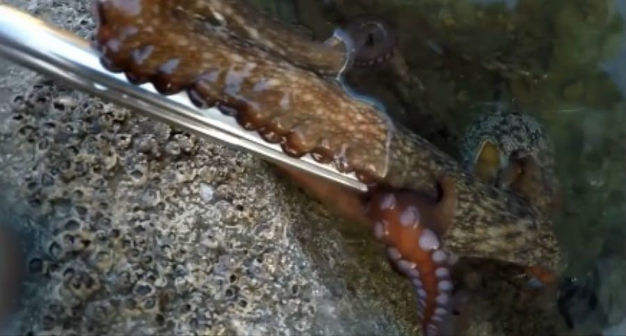 octopus