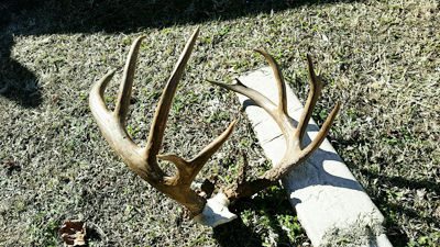 antlers