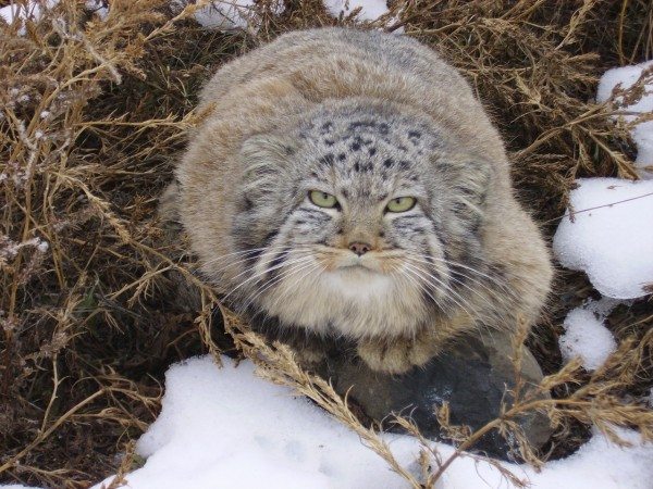 palla's cat
