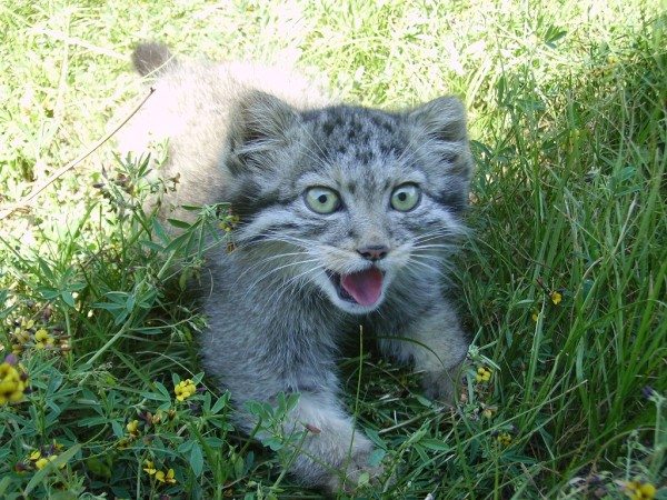 manul wild cat