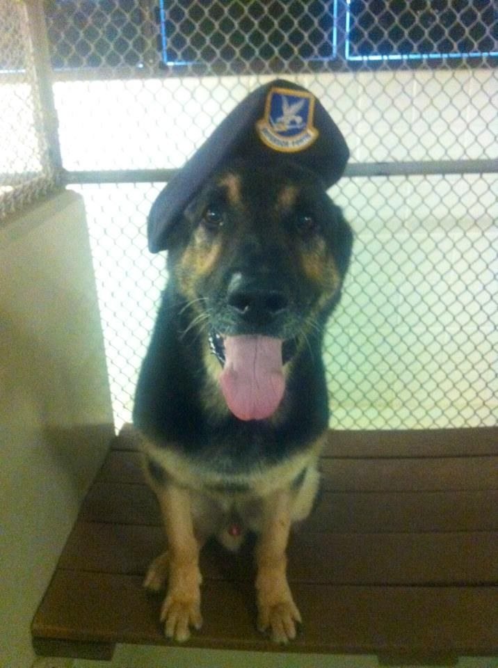 german shepherd with army hat