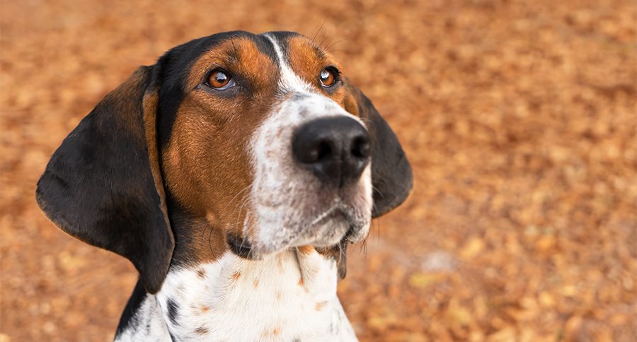 Treeing Walker Coonhound