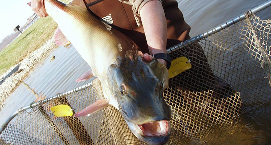 muskellunge