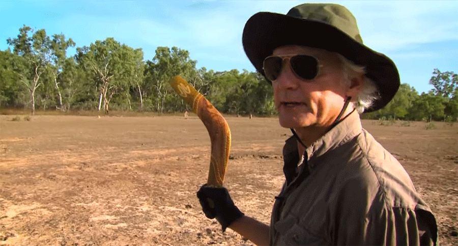 boomerang hunt