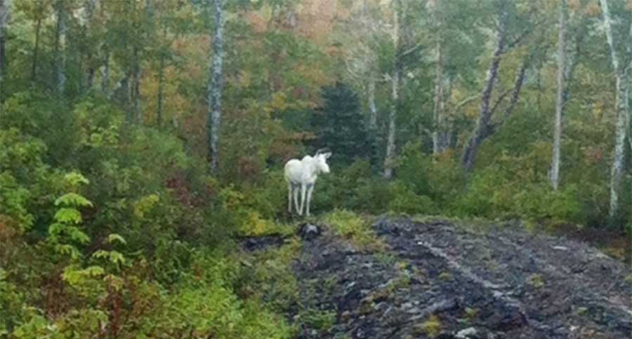 albino-moose-2